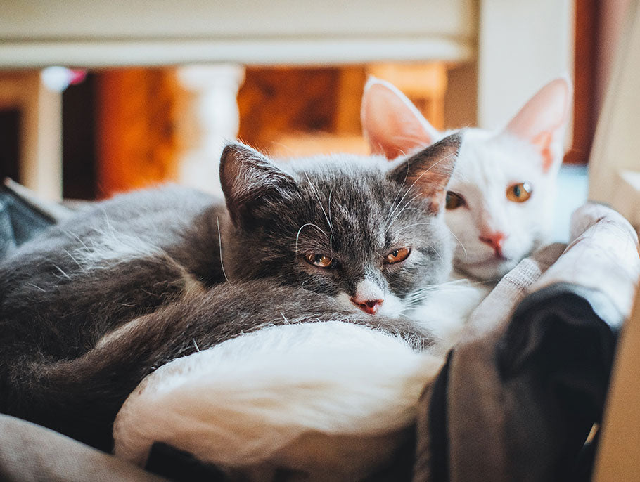 How to Cope with Losing A Pet