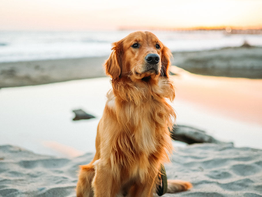 Where to Get the Best Pet Memorial Stone?